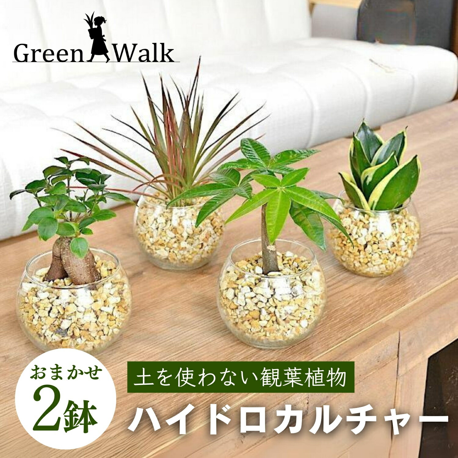 【ふるさと納税】ハイドロカルチャー シンプルボール 観葉植物 2鉢セット 簡単 お手入れ 植物 屋内 鉢 雑貨 愛知県 豊橋市 送料無料