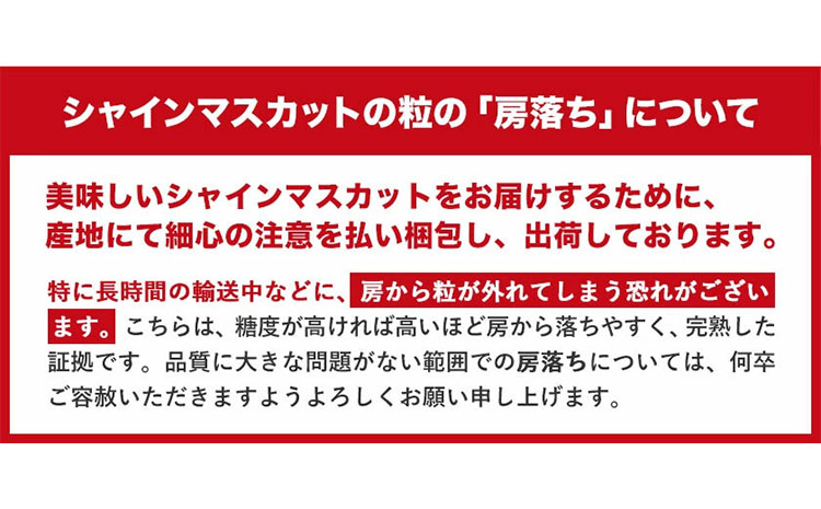 訳あり シャインマスカット 約 2kg 3～5房《9月中旬-11月上旬頃より発送予定(土日祝除く)》 シャインマスカット ぶどう フルーツ|マスカット マスカット マスカット マスカット マスカット 