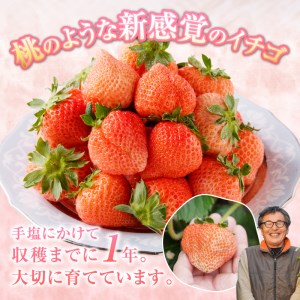 a30-224　いちご希少品種「桃薫」～桃の香り＆食感12パック～