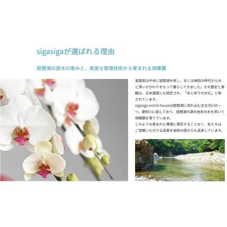 大輪胡蝶蘭 白 2本立ち　F18　綾羽株式会社