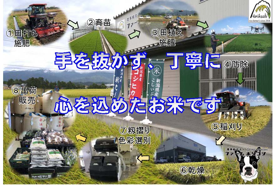 【令和7年産】阿賀野市産 コシヒカリ 「ファームホリコシ美田米」 5kg 数量限定 1週間以内に発送可 3H01010