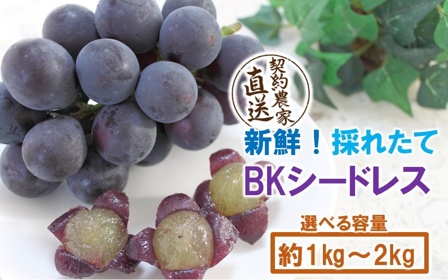 テレビで紹介されました！【先行予約】【令和8年発送】農家直送！ 新鮮！ 朝づみぶどう BKシードレス 種なし 約1kg 約1.5kg 約2kg フルーツ 果物 贈答 大分県産 採れたて_2657R