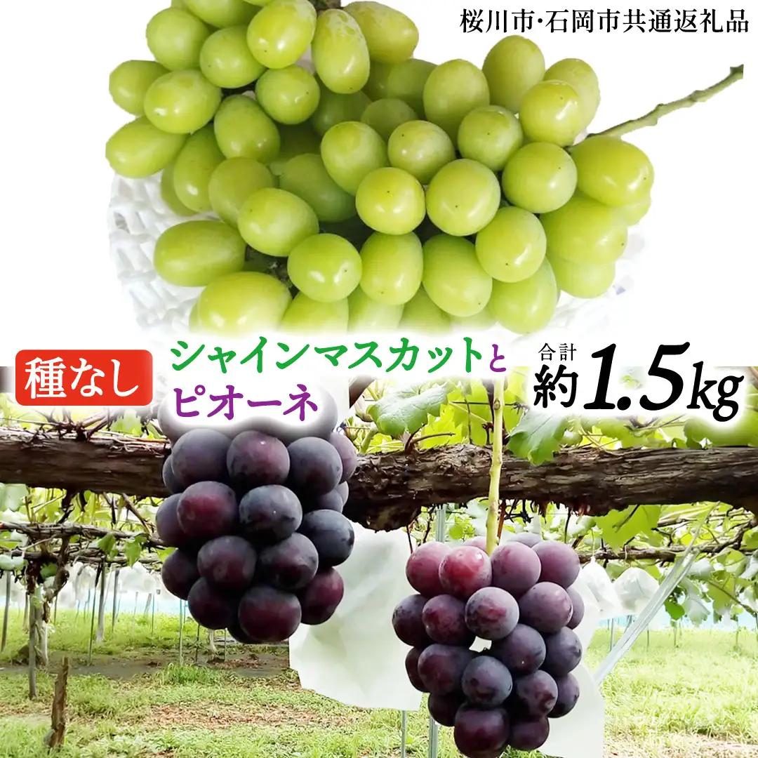 シャインマスカットとピオーネ（種なし）約1.5kg（計2～3房）ご家庭用 (桜川市・石岡市共通返礼品) [FB019sa]