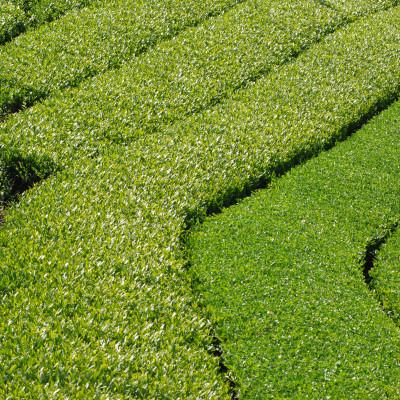 ふるさと納税 掛川市 【6本】掛川茶の香りを存分に味わうスパークリングティー | Apoptosis Sparkling |  | 02