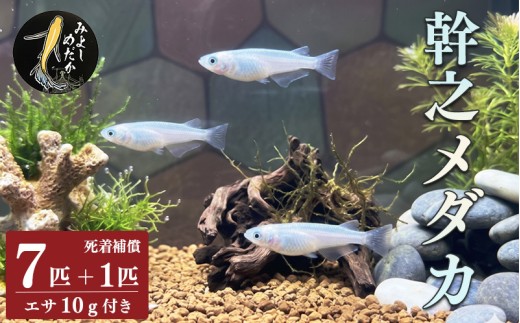 めだか 幹之 みゆき 7匹 死着補償 +1匹 エサ付き ミユキメダカ 魚 生体 観賞用 ペット 観賞魚 かわいい 母の日 父の日 プレゼント ギフト 贈り物 贈答 徳島県 三好市 みよしめだか