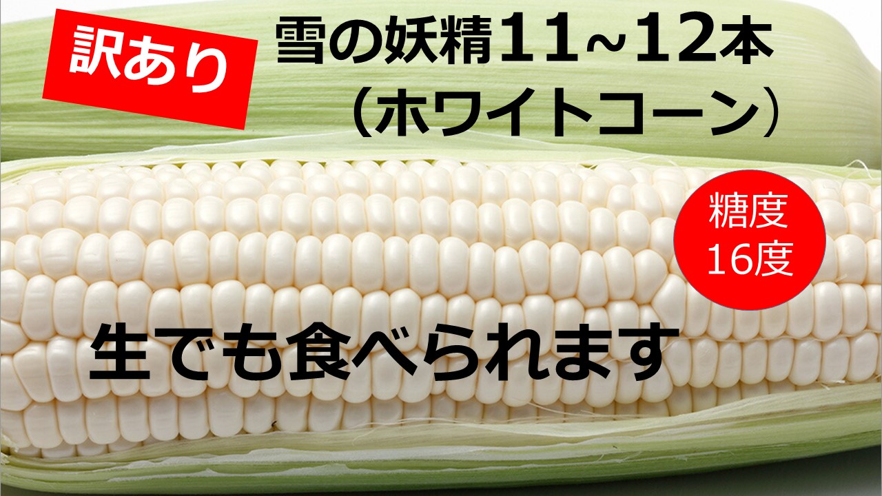 訳あり 北海道 雪の妖精（ホワイトコーン）11～12本入り 5キロ とうもろこし トウモロコシ 数量限定 期間限定 甘い 朝採り