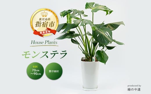 
            【観葉植物】モンステラ70cm～90cm(緑の中道/025-1486) 南国鹿児島県で育った 観葉植物！植物 鉢付 インテリア 室内 オフィス おしゃれ プレゼント ギフト 開店祝い 移転祝い マイナスイオン【配送不可地域：北海道・沖縄県・離島】
          