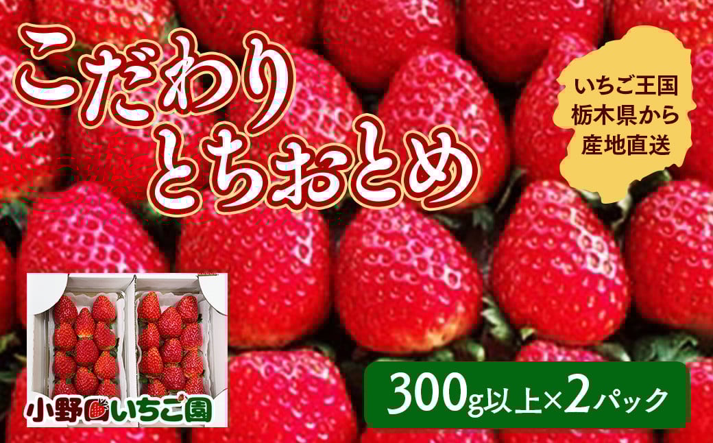 
                  栃木県産 こだわり とちおとめ【300g以上×2パック】|栃木県産とちおとめ苺 朝摘みとちおとめ 栃木県産イチゴ 栃木県産いちご こだわりとちおとめ朝摘み こだわり苺 こだわりイチゴ こだわりいちご とちおとめ イチゴ いちご 苺 朝摘み トチオトメ 300g以上とちおとめ 300g以上イチゴ 栃木県産とちおとめ ※2025年12月中旬頃より順次発送予定
                