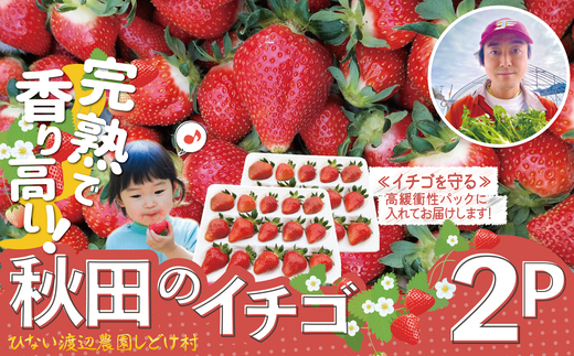 【完熟で香り高い！】秋田のイチゴ２P 90P3403 / 東北 秋田 大館 野菜 新鮮 農産物 農家 果物 いちご イチゴ フルーツ くだもの 農産物 産直 はるみ 夏のしずく すずあかね 農家直送