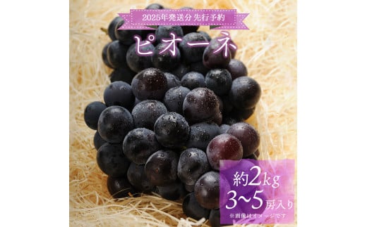 ＜2025年発送分 先行予約＞梅村ファーム 朝摘み直送 ピオーネ（3～5房入り 約2kg）【030-a009】