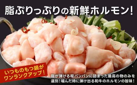 極太 ホルモン 1本 もつ鍋 太腸編 1kg入り 新鮮 ホルモン モツ もつ 牛モツ 牛もつ ぷりぷり 黒毛和牛 丸腸 真空パック もつ鍋 鍋 セット スープ 旨味 あっさり うどん麺 ちゃんぽん麺 