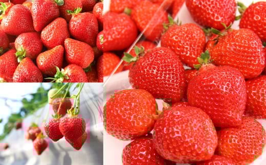 福岡県産特産品 うまもぐ厳選果物 福岡県産 博多あまおう DX上級品 約500g（約250g×2パック入り）【2025年12月発送】あまおう いちご 苺 イチゴ 果物 フルーツ