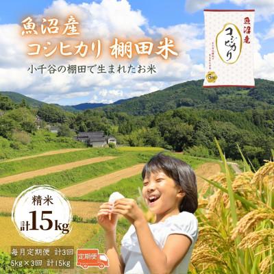 ふるさと納税 小千谷市 【毎月定期便】魚沼産コシヒカリ 棚田米 精米5kg全3回