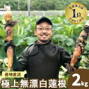 【ふるさと納税】【先行受付】野口れんこん 茨城県産 極上無漂白蓮根2kg | 茨城県 蓮根 れんこん レンコン ハス 根菜 シャキシャキ 甘い 産地直送 産直　※離島への配送不可　※2024年7月中旬頃より順次発送予定