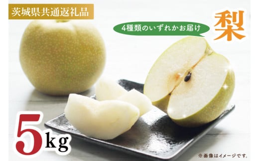 【茨城県共通返礼品】【先行予約】梨5kg（石岡市、下妻市、かすみがうら市産）【8月下旬より発送】4種類の中からランダムにお届け★ フルーツ 果物 幸水 豊水 秋月 新高（88-01）