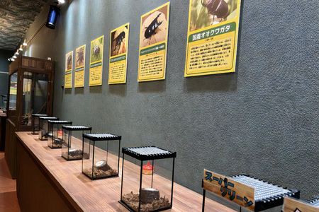 東京ドイツ村 入園チケット 1枚＋世界の昆虫爬虫類王国 1日入場引換券 1名様分 [0601]