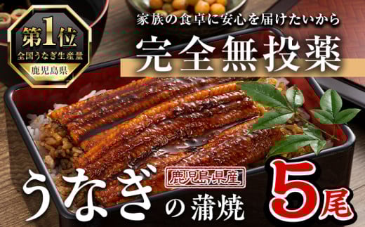 鹿児島県産うなぎ蒲焼 (1尾あたり136g～155g×5尾、タレ・山椒付き) 鰻 ウナギ うな重 ひつまぶし かばやき 九州産 国産 冷凍【西日本養鰻】B175