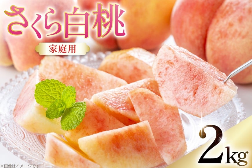 
                  【期間限定発送】 桃 さくら白桃 訳あり 2kg 家庭用 [東城農園 山形県 高畠町 tk06ayt370005] もも モモ 白桃 2キロ フルーツ 果物 くだもの 人気 旬 冷蔵
                