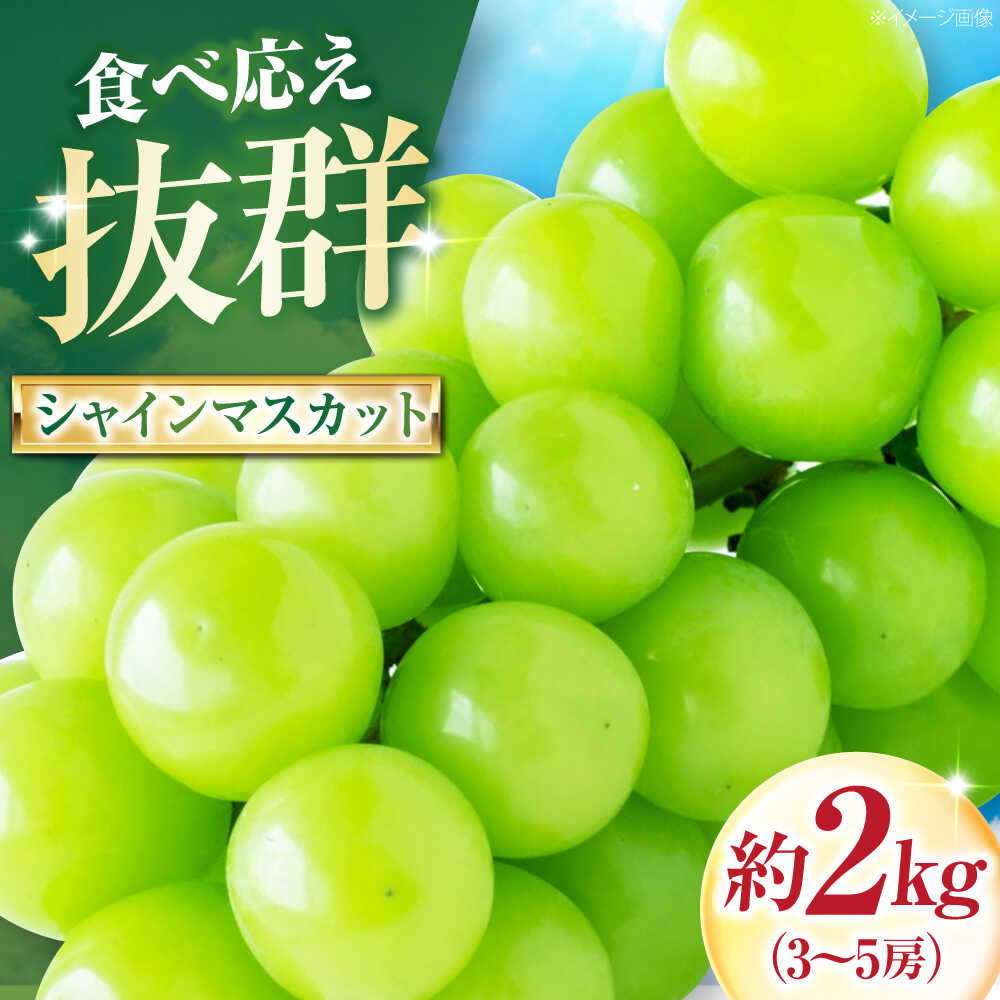 【先行予約】【ふるさと納税】大程農園のシャインマスカット 約2kg 3〜5房入 〈2026年9月〜発送〉 ／ フルーツ 果物 くだもの 食品 人気 おすすめ 送料無料 シャインマスカット マスカット ますかっと 贈答 【株式会社内子フレッシュパークからり】[BKAD045] 30000円 3万