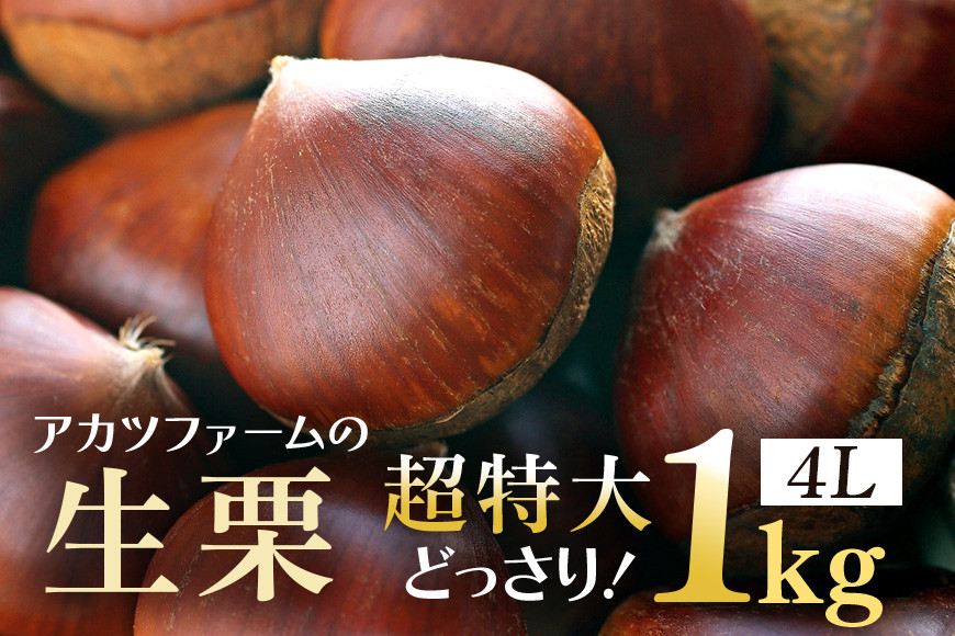 アカツファームの生栗 超特大 4Lサイズ 1kg 栗 笠間 栗 くり 生栗 特大 大きい 大粒 茨城 国産 国産栗 和栗 甘栗 栗ご飯 栗きんとん 栗おこわ 甘露煮 マロン 秋 旬 おやつ スイーツ 