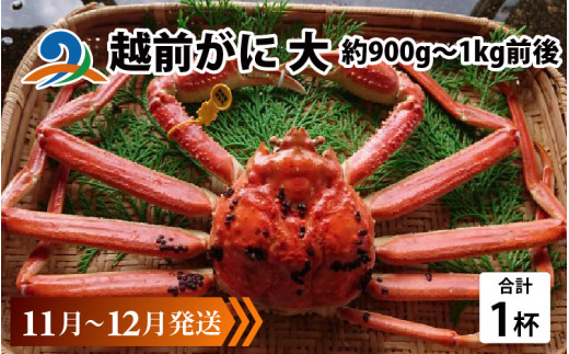 【先行予約】越前がに 大 (約900g～1kg前後)×1杯【11月～12月配送】