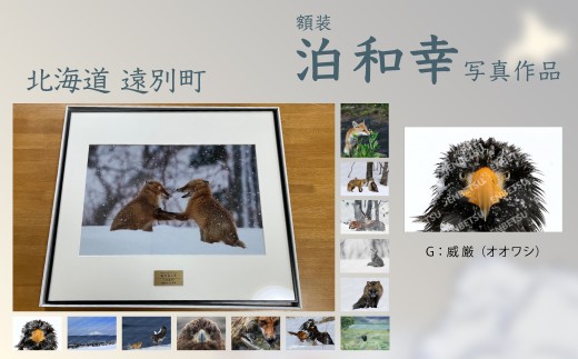 額装　写真作品【G：威厳(オオワシ)】A4サイズ42cm×30cm  【泊和幸】野鳥 自然 動物 鳥 写真 北海道 遠別町　