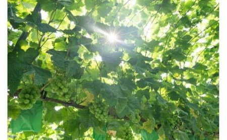 【2026年8月中旬頃から順次発送】シャインマスカット ぶどう 大粒 特選 ぶどう宝石箱 ギフト ナガノパープル 約 600g 18粒 ずつ 1箱 36粒 ぶどう ぶどう ぶどう ぶどう ぶどう ぶど