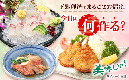 旬の地魚セット2kg（ウロコ/エラ/内臓処理済） 五島市/五島FF[PBJ009] 