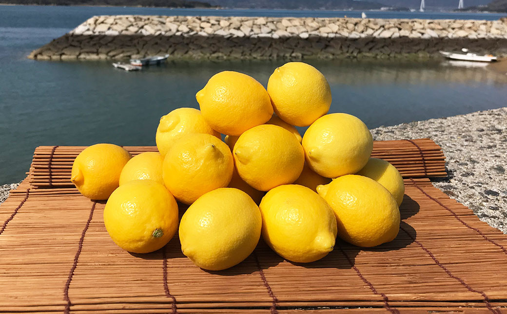 
選べる発送月 青いレモンの島 レモン 約3kg 檸檬 れもん 柑橘 かんきつ くだもの 果物 愛媛県 【えひめの町（超）推し！（上島町）】（738）

