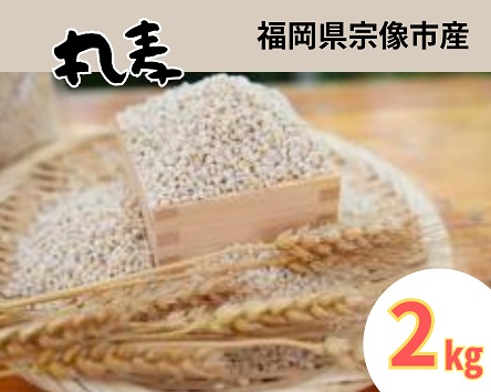 ミネラル豊富な丸麦 2kg【アグリCATS】_AS1443-00