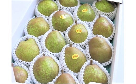 西洋梨（ラ・フランス）５ｋｇ　中玉～大玉　0075-2509