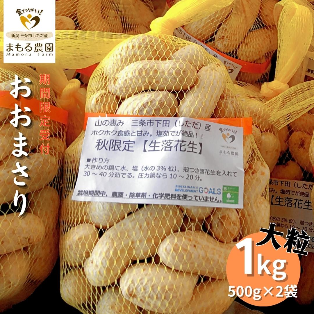 【ふるさと納税】先行予約 [期間限定受付] 生落花生「おおまさり」 1kg(500g×2袋) 大粒 落花生 新潟県産 三条市下田産 らっかせい　[まもる農園] 【010S204】