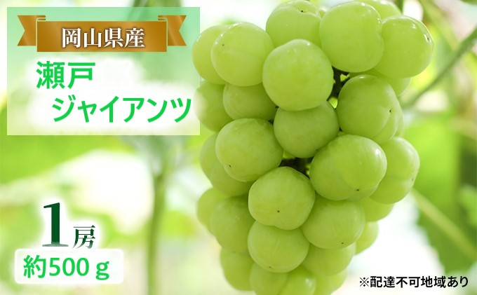 ぶどう 【2025年 早期受付】 瀬戸ジャイアンツ 1房 約500g ブドウ 葡萄 岡山県産 国産 フルーツ 果物 ギフト