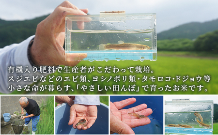 新米 ＜令和7年産 コシヒカリ 約5kg 6回定期便 西予市宇和町産＞ 白米 精米 楠さんの一等米相当 こしひかり お米 コメ こめ 米 ご飯 ごはん 定期便 穀物 ライス 愛媛県 西予市【常温】UK