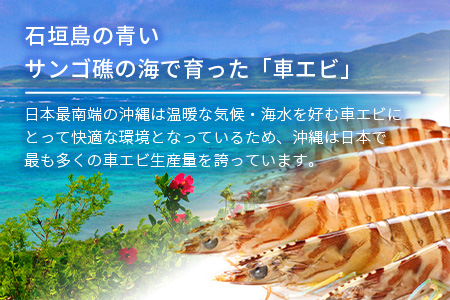 車えび500g【冷凍】25尾 ～ 33尾 沖縄県 石垣島 石垣市 クルマエビ くるまえび Sサイズ【嬉しい真空パック】BE-5