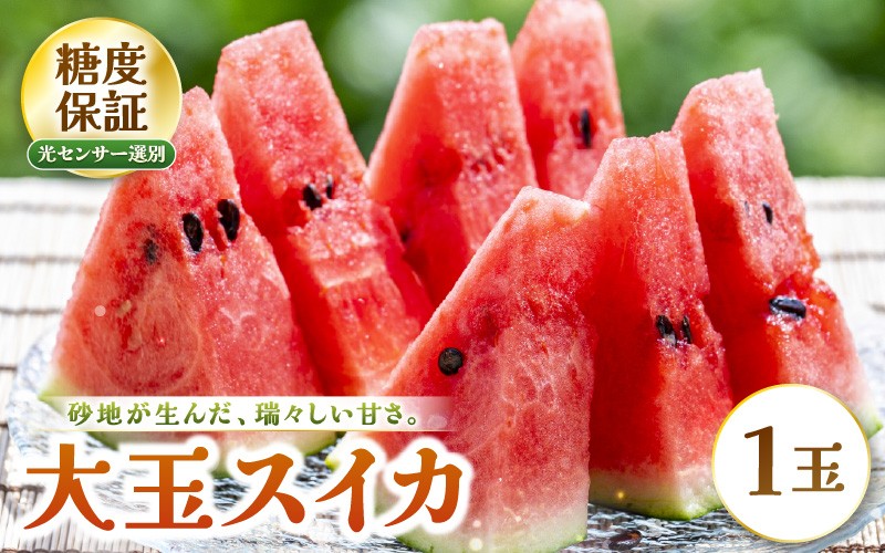 
                  【先行予約】 大玉スイカ (赤肉) 1玉 糖度11.5度以上 三里浜砂丘地産 糖度保証 【2026年6月上旬以降順次発送予定】 スイカ 西瓜 すいか デザート 果物 くだもの 夏 甘い ジューシー 旬の果物 産地直送 [A-22103]
                