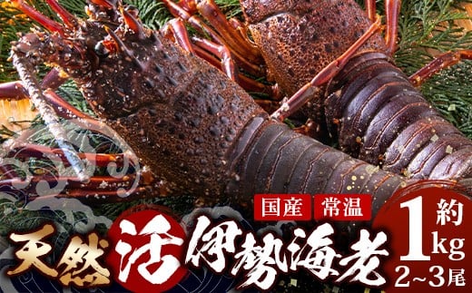 【数量限定・先行予約】天然 活 伊勢海老 約1kg 2～3尾 ≪2025年11月下旬より発送≫ ｜国産 えび イセエビ 伊勢エビ 常温 産地直送 天然 年末 天然(AA7501)