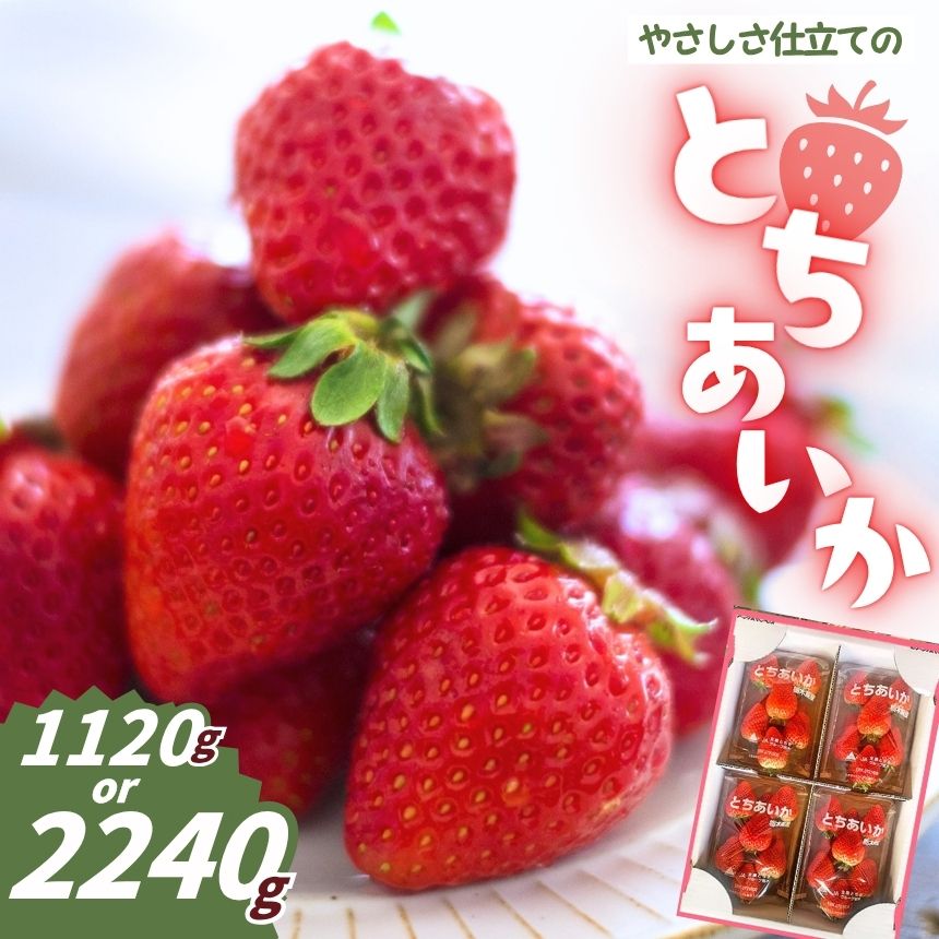【ふるさと納税】いちご とちあいか 280g ×4P or 8P【2027年 先行予約】2026年12月より発送 | やさしさ仕立てのとちあいか 減農薬 子供 お子様 食べやすい 美味しい ご褒美 甘い スイーツ お取り寄せ 朝採れ いちご イチゴ 苺 フルーツ 果物 産地直送 栃木県 矢板市