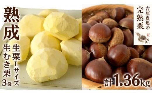 
            【 吉原農場 の 完熟栗 】 熟成 生栗 1kg Lサイズ ・ 生むき栗 3袋 セット 令和7年産 完熟 栗 くり クリ 栗ごはん 贈答 ギフト 果物 フルーツ 数量限定 旬 秋 冬 正月 おせち [CX010ci]
          