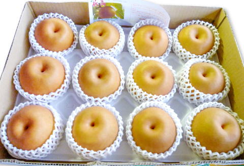 A-681 訳あり梨 5kg（規格外・家庭用）