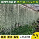 【ふるさと納税】国産スパニッシュモス　太葉　120g