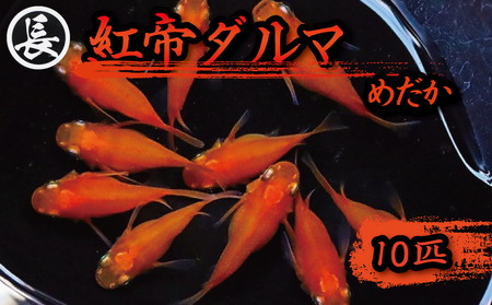 【メダカ】 紅帝ダルマ 10匹 めだか
