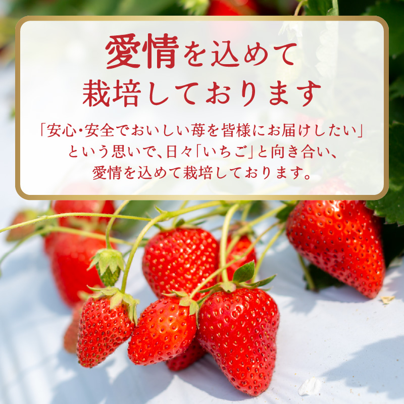 福岡県産あまおう 約250g×4パック  いちご イチゴ 苺 あまおう フルーツ 果物 くだもの 250g 4パック 福岡県 八女市
