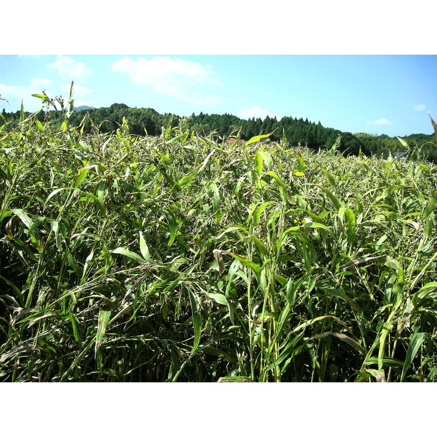 島根県産はとむぎ茶ティーバッグ（10ｇ×16袋）×５袋