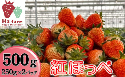 【数量限定 / 先行予約】 新鮮いちご〈品種：紅ほっぺ〉 約500g (250g×2パック) Happy Strawberry 旬の時期に収穫してすぐ発送！ 【 訳あり いちご フルーツ 旬 小分け 人気 岩手 陸前高田 】2025年1月中旬頃から順次発送