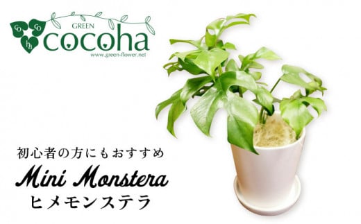 葉に切れ込みが入ったモンステラの小型品種『 ヒメ モンステラ 』  糸島市  / cocoha [AWB034] 観葉植物 インテリア 室内 ヒメモンステラ おしゃれ 小型 可愛い 観葉植物 グリーン 緑 植物 インテリア