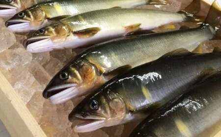 四万十川上流の天然鮎 釣り鮎 600g ( 冷凍 4-12尾 ) 鮎 あゆ アユ 川魚 高知県 四万十 天然 冷凍