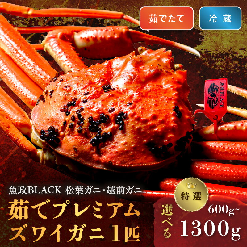 【ふるさと納税】高評価★5.0 高レビュー★【蟹の匠 魚政】茹で プレミアムズワイガニ 魚政BLACK（松葉ガニ・越前ガニ）特撰 小サイズ（600～700g）～ 特大サイズ（1200～1300g） 1匹 (11月～12月発送) (2026年1月～発送)