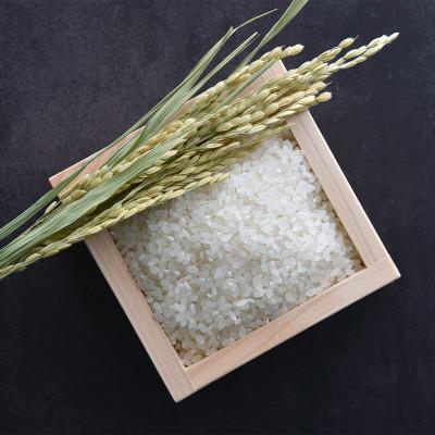 ふるさと納税 津和野町 青野山の湧水と朝晩の寒暖差が育んだ棚田の甘〜い米「コシヒカリ」(白米5kg×2袋)(令和7年産) |  | 02