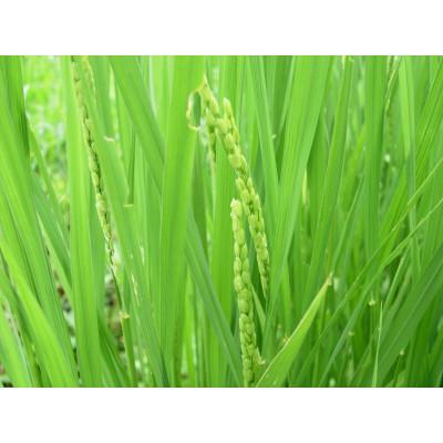 ふるさと納税 南砺市 【令和7年産】厳選　富山県産こしひかり　育(はぐくみ)白米2kg×2個セット《南砺の逸品》 |  | 03